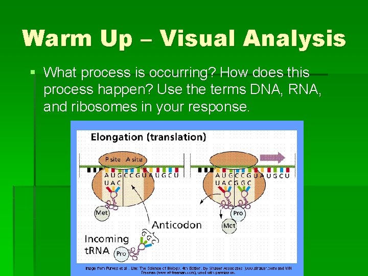 Warm Up – Visual Analysis § What process is occurring? How does this process