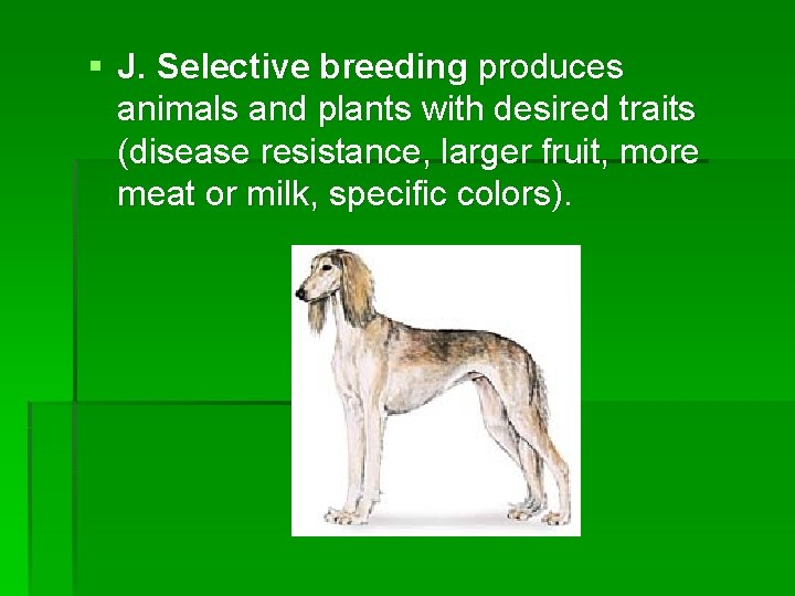 § J. Selective breeding produces animals and plants with desired traits (disease resistance, larger