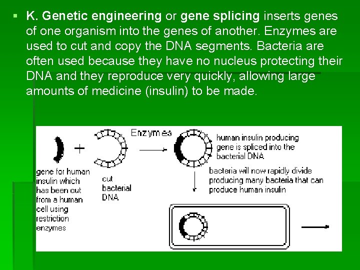 § K. Genetic engineering or gene splicing inserts genes of one organism into the