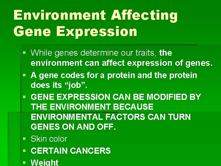 Environment Affecting Gene Expression § While genes determine our traits, the environment can affect