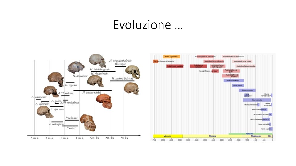 Evoluzione … 