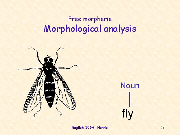 Free morpheme Morphological analysis Noun fly English 306 A; Harris 13 