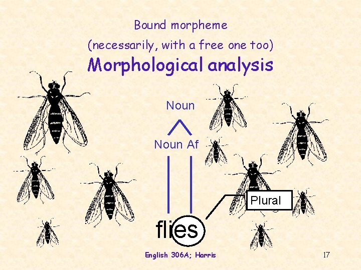 Bound morpheme (necessarily, with a free one too) Morphological analysis Noun Af Plural flies