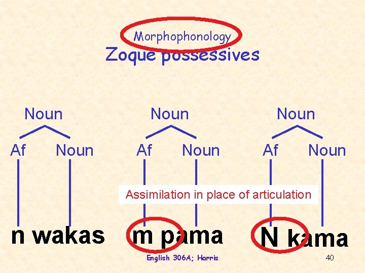 Morphophonology Zoque possessives Noun Af Noun Assimilation in place of articulation n wakas m