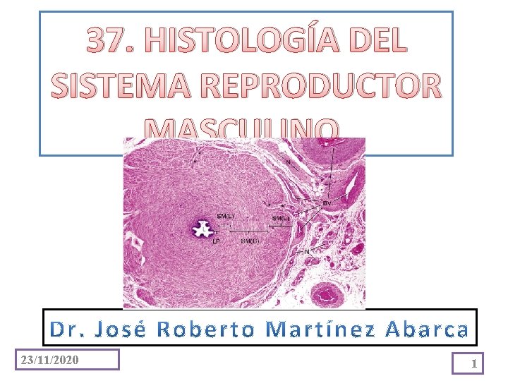 37. HISTOLOGÍA DEL SISTEMA REPRODUCTOR MASCULINO. 23/11/2020 1 