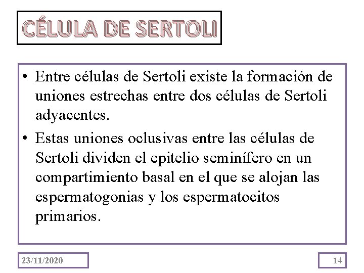 CÉLULA DE SERTOLI • Entre células de Sertoli existe la formación de uniones estrechas