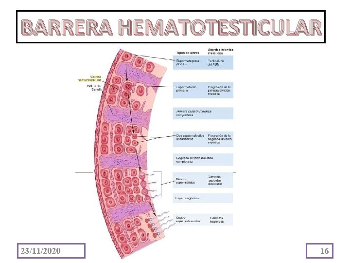 BARRERA HEMATOTESTICULAR 23/11/2020 16 