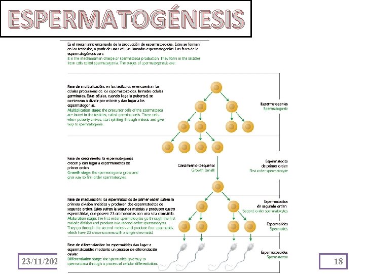 ESPERMATOGÉNESIS 23/11/2020 18 