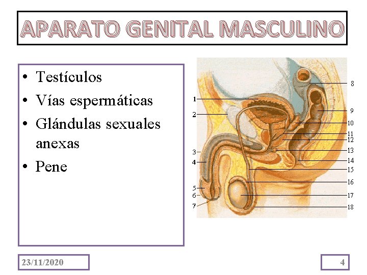 APARATO GENITAL MASCULINO • Testículos • Vías espermáticas • Glándulas sexuales anexas • Pene