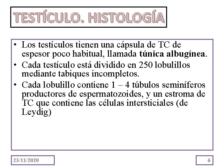 TESTÍCULO. HISTOLOGÍA • Los testículos tienen una cápsula de TC de espesor poco habitual,