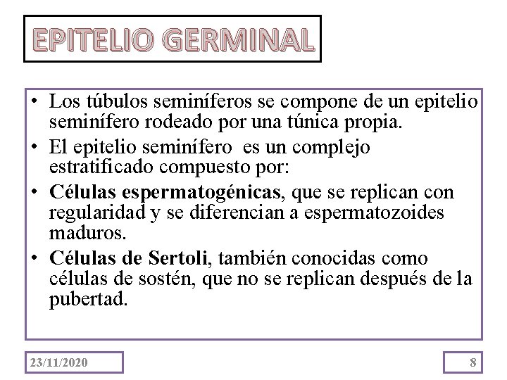 EPITELIO GERMINAL • Los túbulos seminíferos se compone de un epitelio seminífero rodeado por