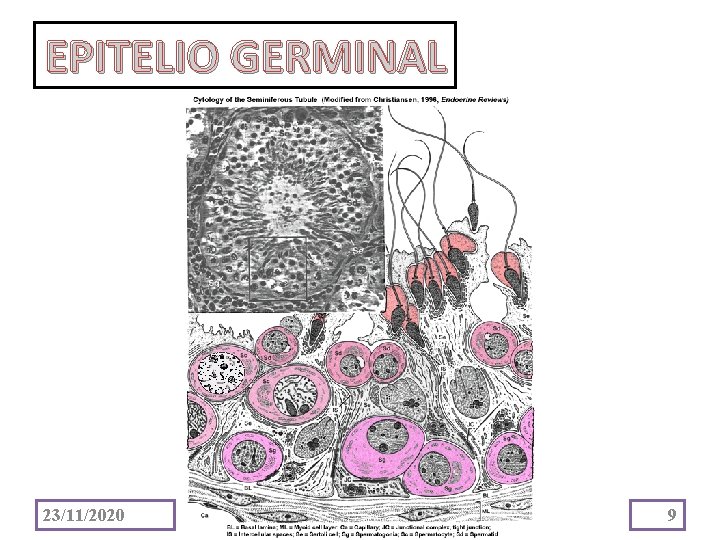 EPITELIO GERMINAL 23/11/2020 9 