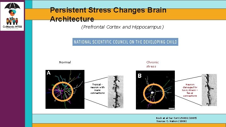 Persistent Stress Changes Brain Architecture (Prefrontal Cortex and Hippocampus) Chronic stress Normal Typical neuron