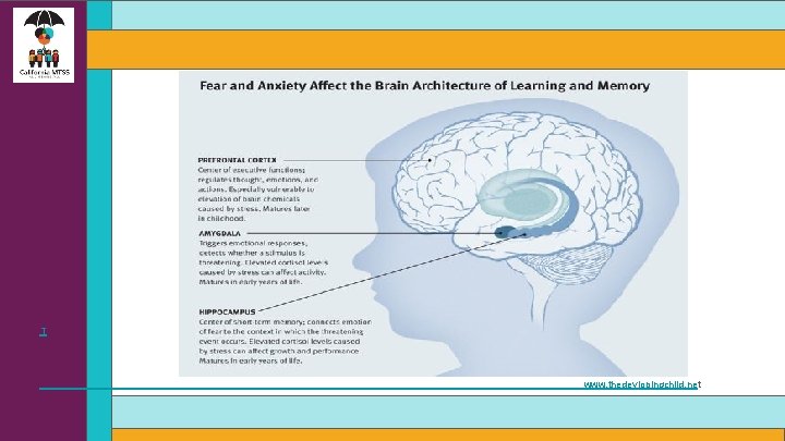  T www. thedevlopingchild. net 