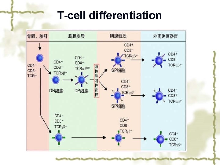 The Clinical Research of Chimeric Antigen Receptor Tcell