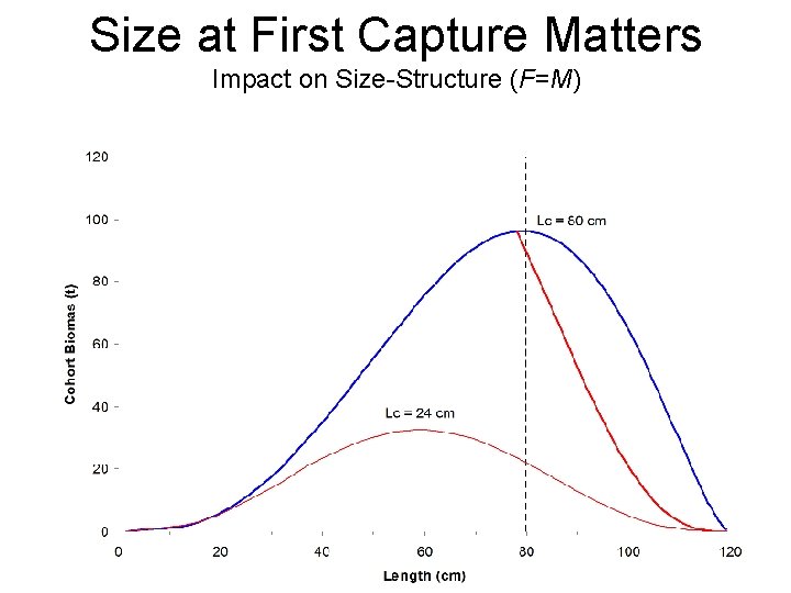 Size at First Capture Matters Impact on Size-Structure (F=M) 