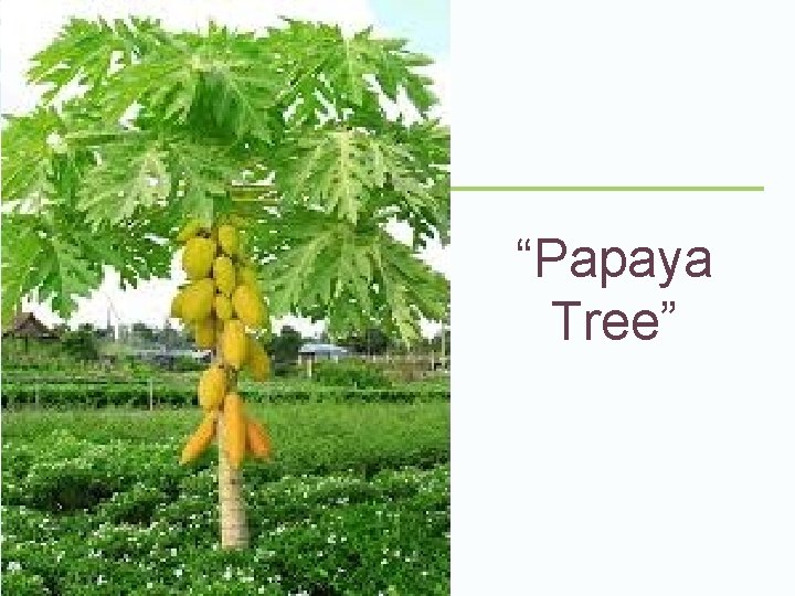 “Papaya Tree” 