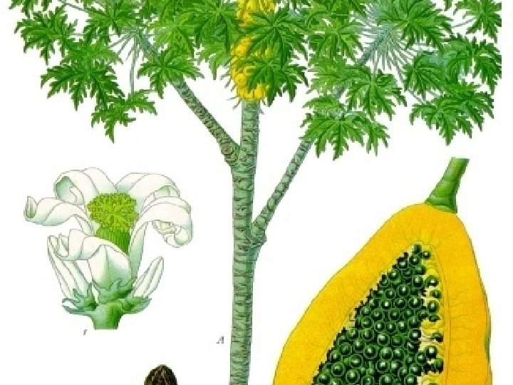 “Papaya Tree” – Papayas are a fruit – Papaya is native to Mexico and