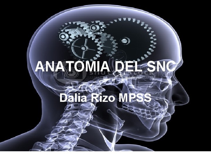 ANATOMIA DEL SNC Dalia Rizo MPSS 