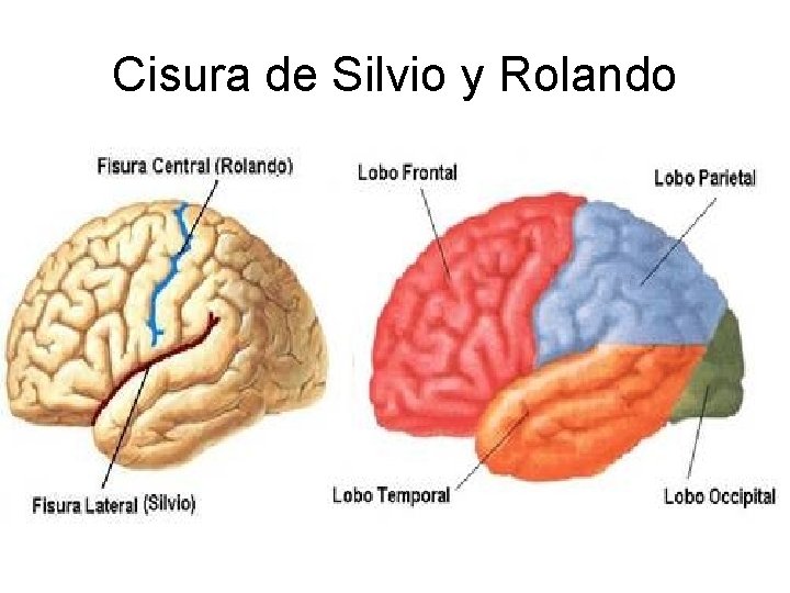 Cisura de Silvio y Rolando 