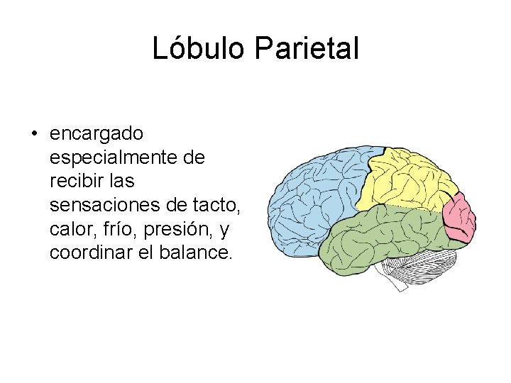 Lóbulo Parietal • encargado especialmente de recibir las sensaciones de tacto, calor, frío, presión,