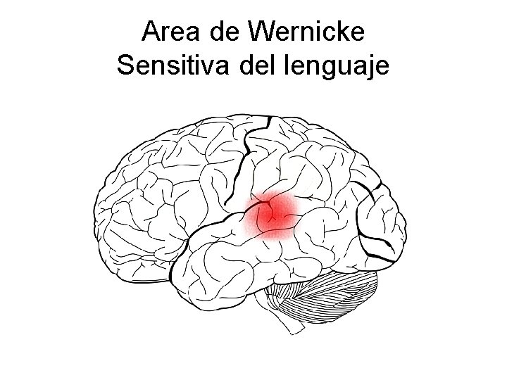 Area de Wernicke Sensitiva del lenguaje 