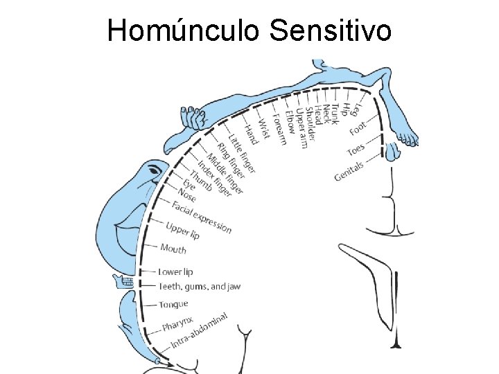 Homúnculo Sensitivo 