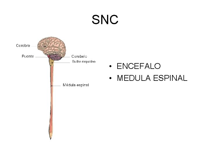 SNC • ENCEFALO • MEDULA ESPINAL 