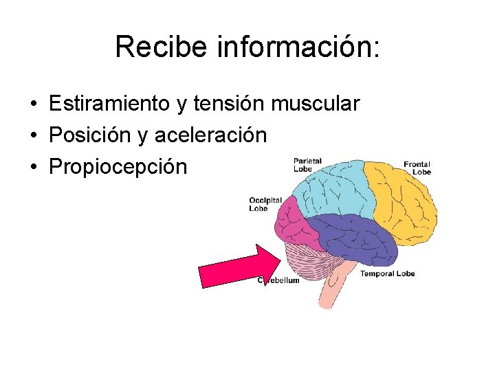 Recibe información: • Estiramiento y tensión muscular • Posición y aceleración • Propiocepción 