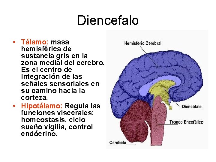 Diencefalo • Tálamo: masa hemisférica de sustancia gris en la zona medial del cerebro.