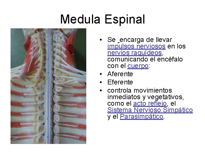 Medula Espinal • Se encarga de llevar impulsos nerviosos en los nervios raquídeos, comunicando