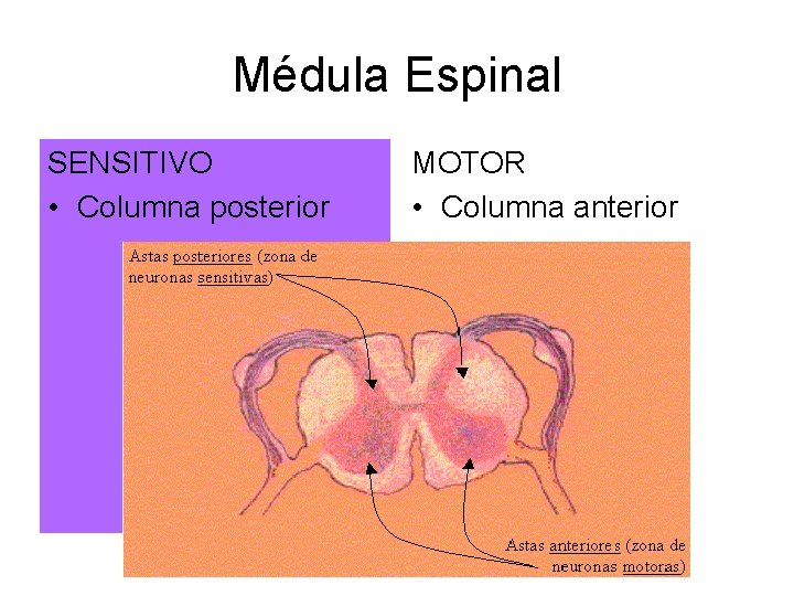 Médula Espinal SENSITIVO • Columna posterior MOTOR • Columna anterior 