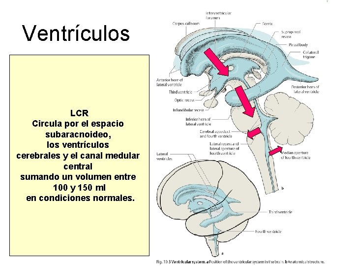 Ventrículos LCR Circula por el espacio subaracnoideo, los ventrículos cerebrales y el canal medular