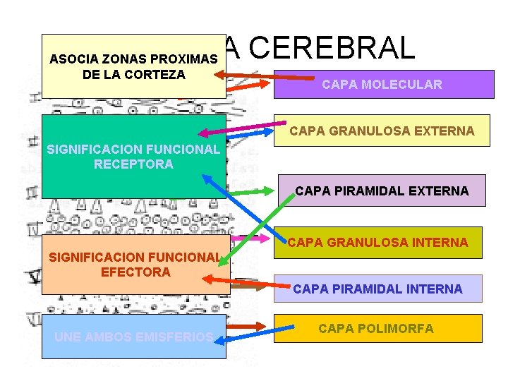 CORTEZA CEREBRAL ASOCIA ZONAS PROXIMAS DE LA CORTEZA CAPA MOLECULAR CAPA GRANULOSA EXTERNA SIGNIFICACION