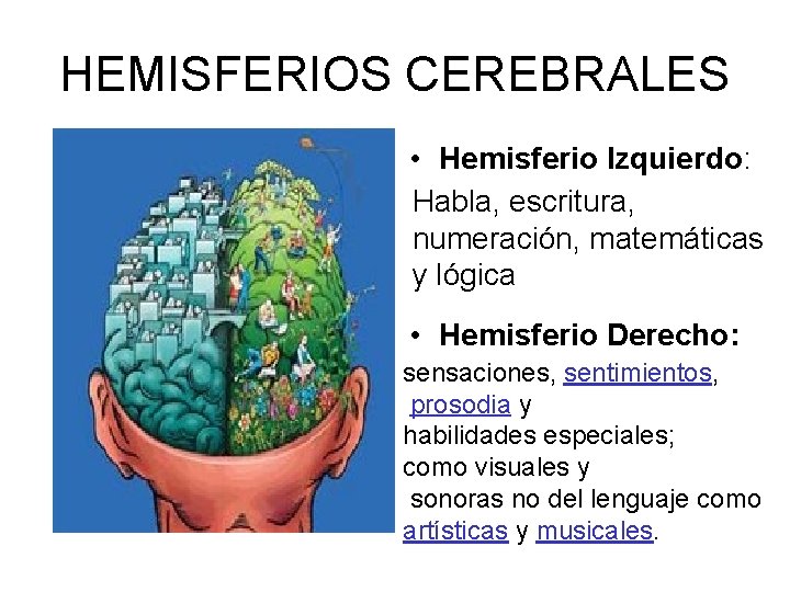 HEMISFERIOS CEREBRALES • Hemisferio Izquierdo: Habla, escritura, numeración, matemáticas y lógica • Hemisferio Derecho:
