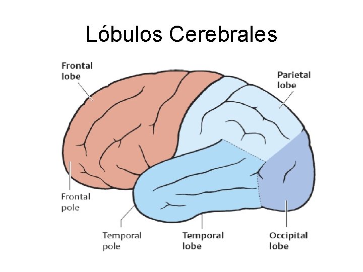 Lóbulos Cerebrales 