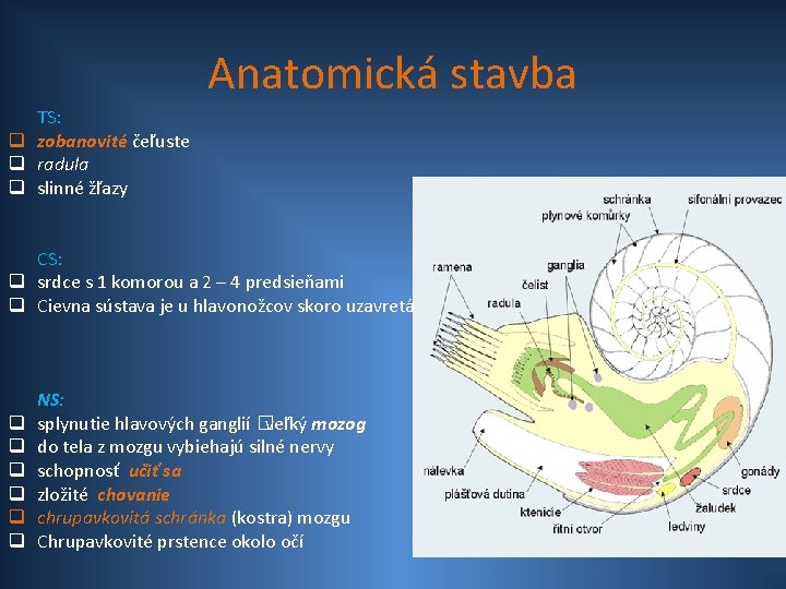 Anatomická stavba TS: q zobanovité čeľuste q radula q slinné žľazy CS: q srdce