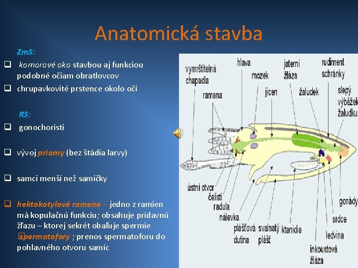 Anatomická stavba Zm. S: q komorové oko stavbou aj funkciou podobné očiam obratlovcov q