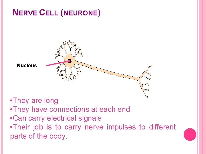 NERVE CELL (NEURONE) Nucleus • They are long • They have connections at each