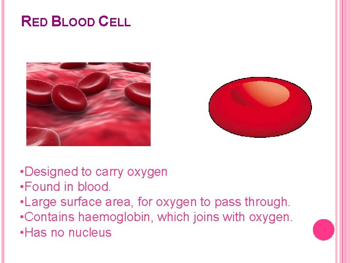 RED BLOOD CELL • Designed to carry oxygen • Found in blood. • Large