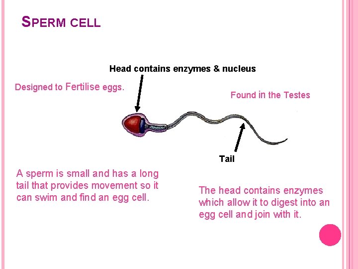 SPERM CELL Head contains enzymes & nucleus Designed to Fertilise eggs. Found in the
