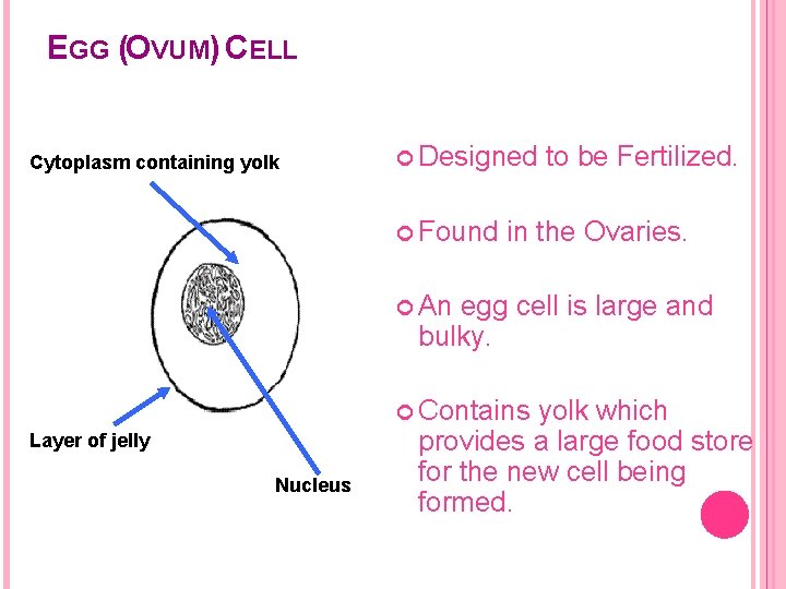EGG (OVUM) CELL Cytoplasm containing yolk Designed to be Fertilized. Found in the Ovaries.