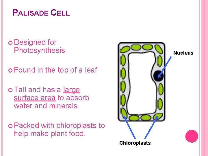 PALISADE CELL Designed for Photosynthesis Nucleus Found in the top of a leaf Tall
