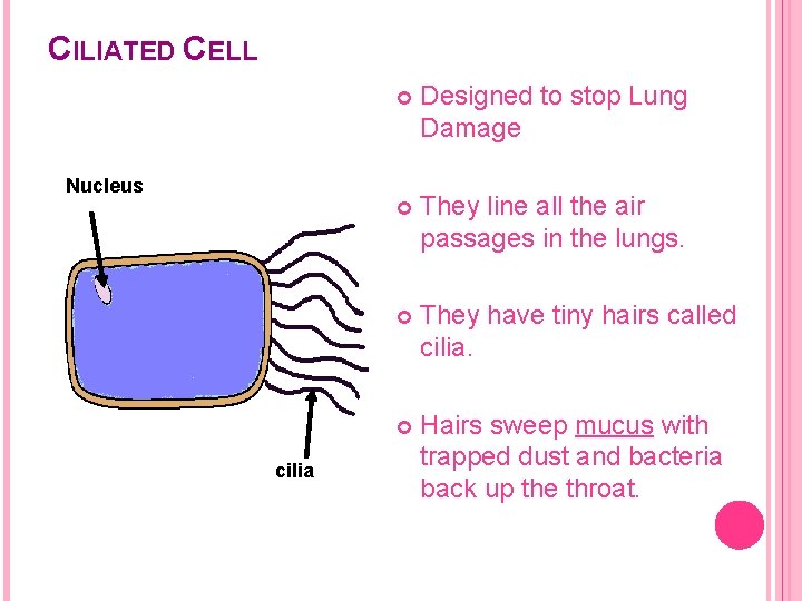 CILIATED CELL Designed to stop Lung Damage They line all the air passages in