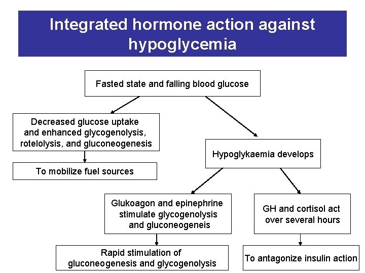 Integrated hormone action against hypoglycemia Fasted state and falling blood glucose Decreased glucose uptake