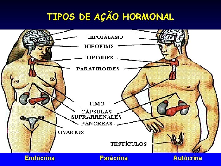 TIPOS DE AÇÃO HORMONAL Endócrina Parácrina Autócrina 