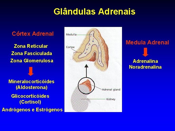 Glândulas Adrenais Córtex Adrenal Zona Reticular Zona Fasciculada Zona Glomerulosa Mineralocorticóides (Aldosterona) Glicocorticóides (Cortisol) Glândulas Adrenais Córtex Adrenal Zona Reticular Zona Fasciculada Zona Glomerulosa Mineralocorticóides (Aldosterona) Glicocorticóides (Cortisol)