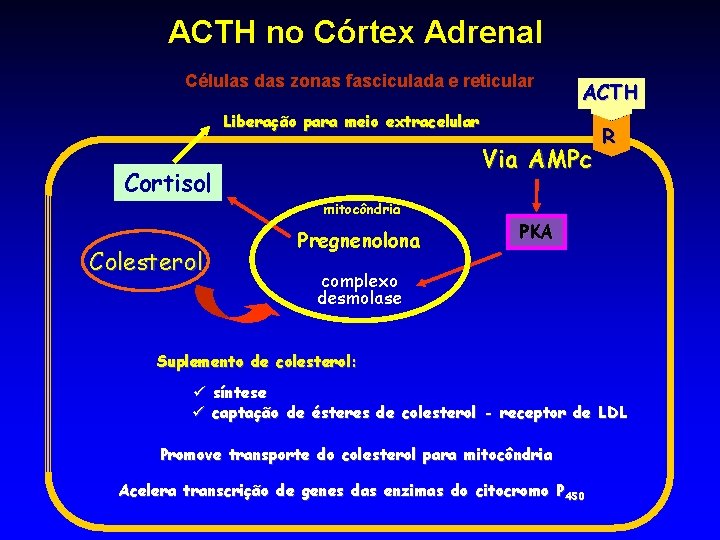 ACTH no Córtex Adrenal Células das zonas fasciculada e reticular ACTH Liberação para meio ACTH no Córtex Adrenal Células das zonas fasciculada e reticular ACTH Liberação para meio