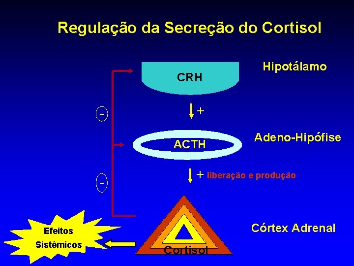 Regulação da Secreção do Cortisol Hipotálamo CRH - + Adeno-Hipófise ACTH - + liberação Regulação da Secreção do Cortisol Hipotálamo CRH - + Adeno-Hipófise ACTH - + liberação