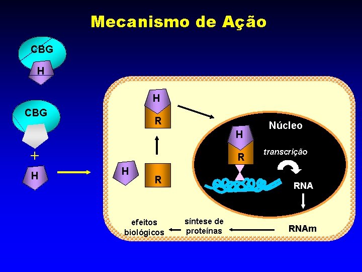 Mecanismo de Ação CBG H H CBG R H H R efeitos biológicos Núcleo Mecanismo de Ação CBG H H CBG R H H R efeitos biológicos Núcleo